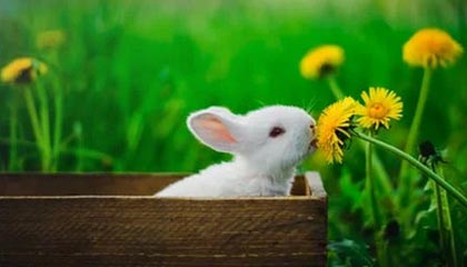 开云电竞-瑞典队出色发挥：2024混合团体世界杯赛程回顾，瑞典参加世界杯